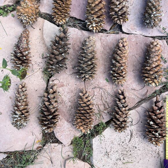 Lot of 20 Golden Giant Long Sugar Pine Cones 7"-9" Freshly Dropped Flagstaff, AZ - Picture 8 of 11